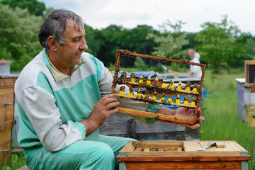 Wall Mural - The beekeeper inspects a frame which raised new queen bees. Karl Jenter. Apiculture. The birth of a new queen of bees.