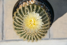 Close Up Of Yellow Cactus Flower
