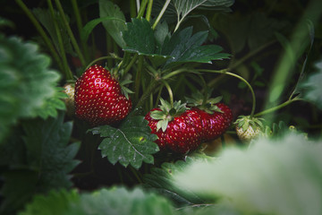 red strawberries branch on the plant
