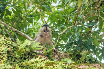 Wall Mural - Capuchin monkey in Misahualli, Amazon Napo province, Ecuador