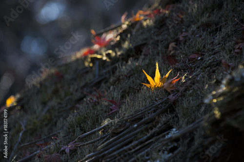 北鎌倉 東慶寺 門 茅葺 紅葉 Stock Photo Adobe Stock