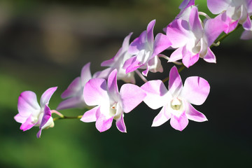 Wall Mural - orchid purple flower