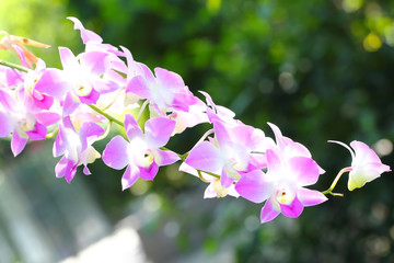 Wall Mural - orchid purple flower