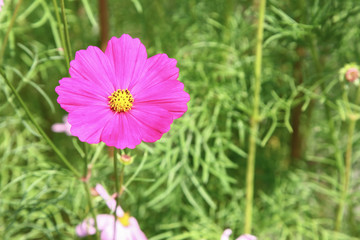 Wall Mural - cosmos flower