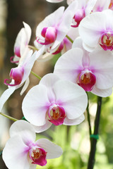 Wall Mural - Orchid Flower