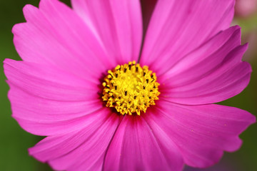Wall Mural - Cosmos flowers