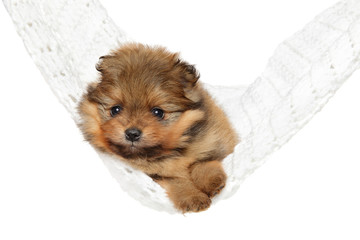 Canvas Print - Pomeranian Spitz puppy resting in hammock