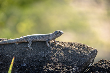 Sticker - Mabuia or Noronha skink (Trachylepis atlantica) - Fernando de Noronha, Pernambuco, Brazil