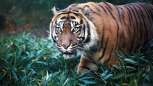 Close Up Portrait Of Sumatran Tiger