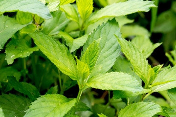 macro on peppermint bush