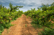 Beautiful field with peach trees and a dirt path. Peach orchard and cloudy sky