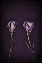 Lisianthus Flowers On Purple