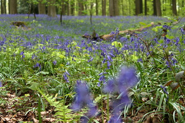 Poster - hallerbos