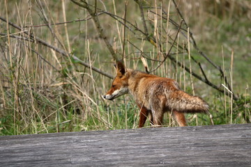 Wall Mural - red fox