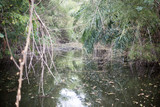 Fototapeta Na ścianę - forest in bank river 