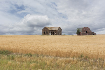 Wall Mural - abandoned house and barn in a wheat field