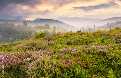 Fotografía grassy hills with field of flavoring thyme at foggy sunrise