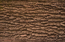 Embossed Texture Of The Brown Bark Of A Tree With Green Moss And Blue Lichen On It. Relief Creative Texture Of An Old Oak Bark.