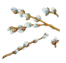 Watercolor Hand Painted Willow Branches Isolated On White 