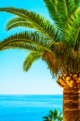 Wall Mural - beautiful spreading palm tree on the beach, exotic plants symbol of holidays, hot day, big leaves