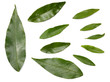 © Tatiana - citrus leaves isolated on white background top view