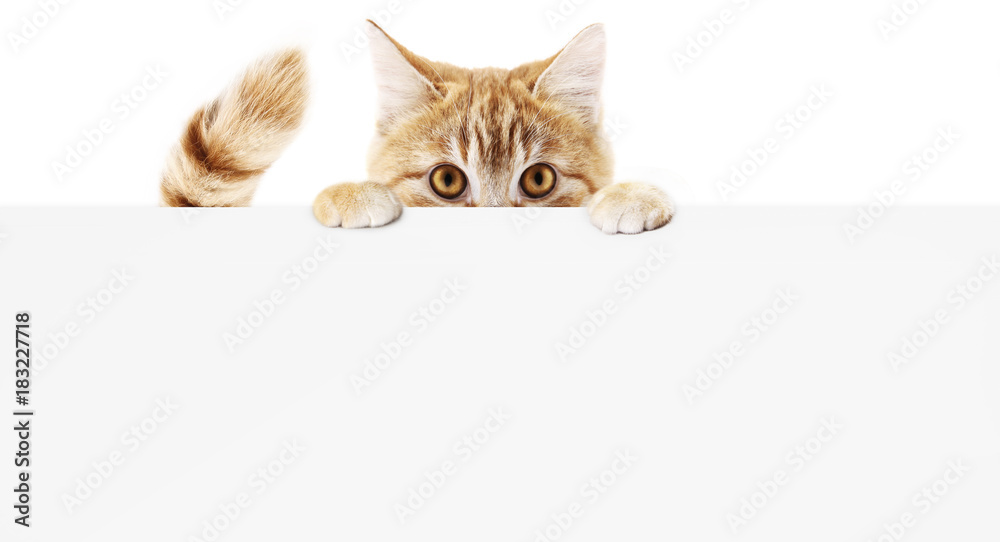 funny pet cat showing a placard isolated on white background blank web banner template and copy space - obrazy, fototapety, plakaty 