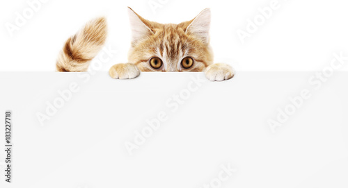 funny pet cat showing a placard isolated on white background blank web banner te Poster Mural XXL