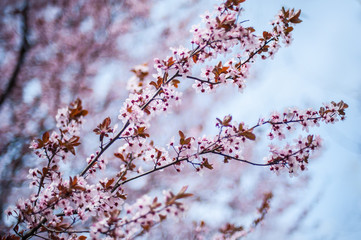 Close up of beautiful spring flowers at blurred background