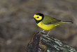 Hooded warbler (Setophaga citrina) during overwintering in the tropics, Belize, Central America