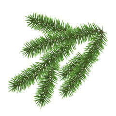 Wall Mural - vector realistic green coniferous branch isolated on white background - christmas decoration
