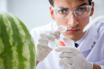 Scientist testing watermelon in lab 