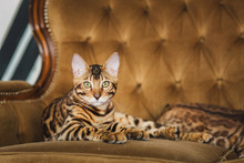 Front View At Cute Bengal Cat Lying Under The Sofa Looking At Camera In Studio
