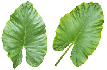 leaves isolated on white background