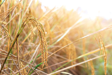 Wall Mural - closeup gold rice plant with soft-focus and over light in the background