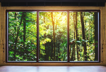 Looking Through Window, Tropical Forests In Sunrise View