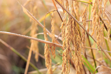 Wall Mural - closeup gold rice plant with soft-focus and over light in the background