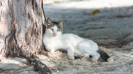 Black and white cat lying against a coconut palm on an atoll in Polynesia 
