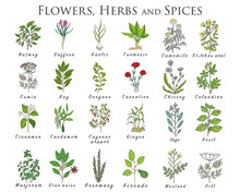 Set Of Spices, Herbs And Officinale Plants Icons. Healing Plants.