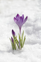 Crocus Blossomed On A Spring Sunny Day. A Beautiful Blue Primrose On A Background Of Brilliant White Snow.