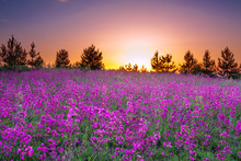 Summer Rural Landscape With Purple Flowers On A Meadow And  Sunset