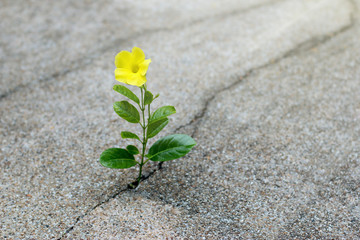 Wall Mural - Yellow flower growing on crack street, hope concept