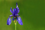 Blooming Siberian iris (Iris sibirica)   
