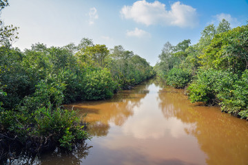 dense forest and river landscape