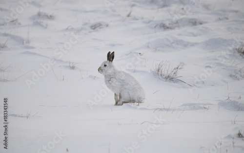 Fotomural Mountain hare sitting on a snowy hillside in the Winter