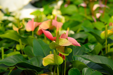Wall Mural - Blossoming plant of Anthurium/Flamingo flowers