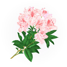 Branch Light Pink Flowers Rhododendron  Mountain Shrub Vintage Vector Illustration