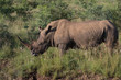 Full horn Rhino