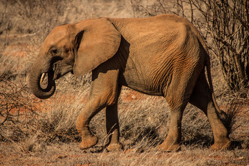 elefante che cammina nella savana