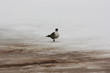 © verynika - Черноголовая чайка, (Larus melanocephalus) на снегу.