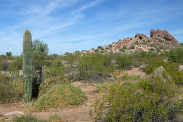 Wall Mural - A saguaro cactus in the Arizona desert